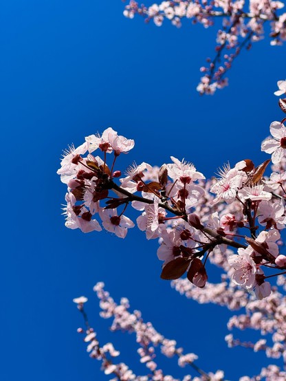 Pale pink plum blossoms on a branch against a vivid blue sky.