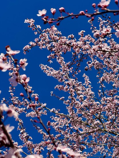 Pale pink plum blossoms on a several branches against a vivid blue sky.